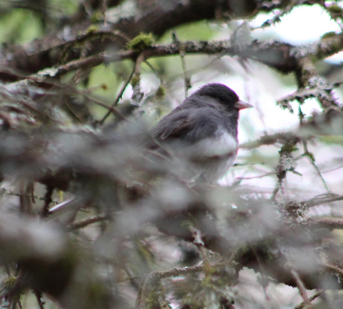 Kara Gözlü Junko (hyemalis/carolinensis) - ML241799591