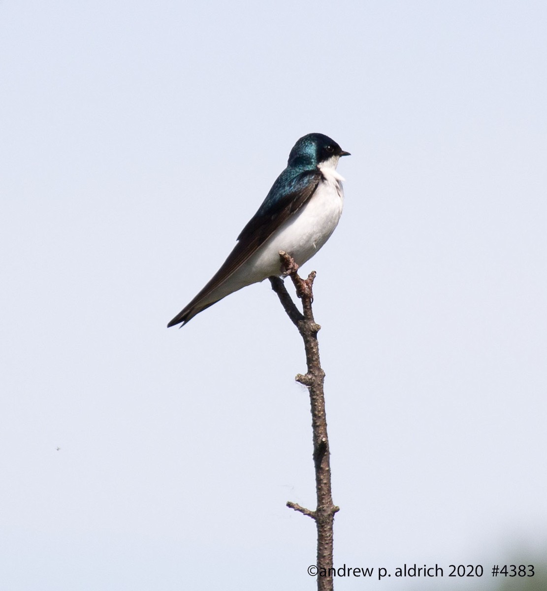Hirondelle bicolore - ML241800211
