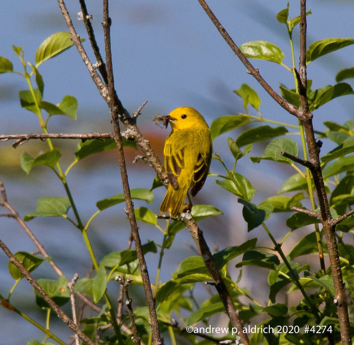 Paruline jaune (groupe aestiva) - ML241800371