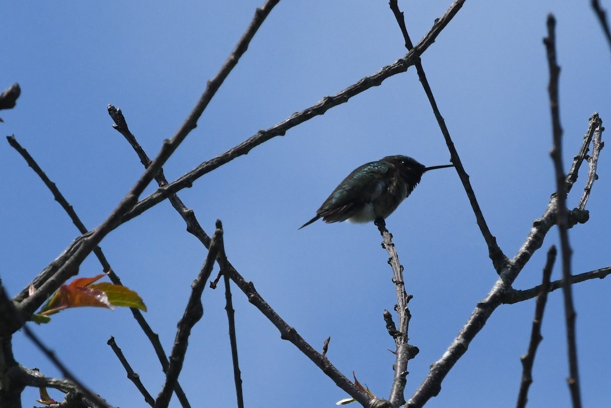 Ruby-throated Hummingbird - ML241802701