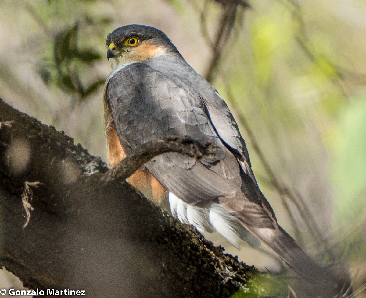 Sharp-shinned Hawk - Gonzalo Martínez