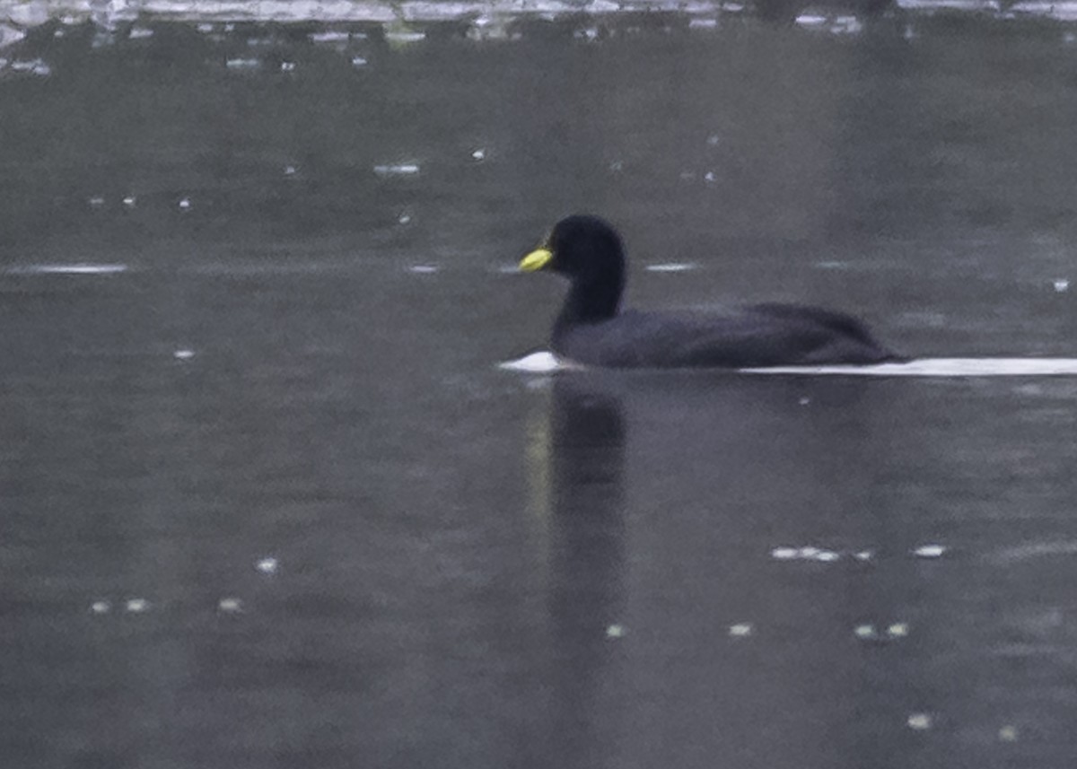Red-gartered Coot - ML241806451
