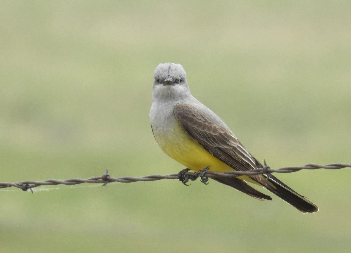 Western Kingbird - ML241807661