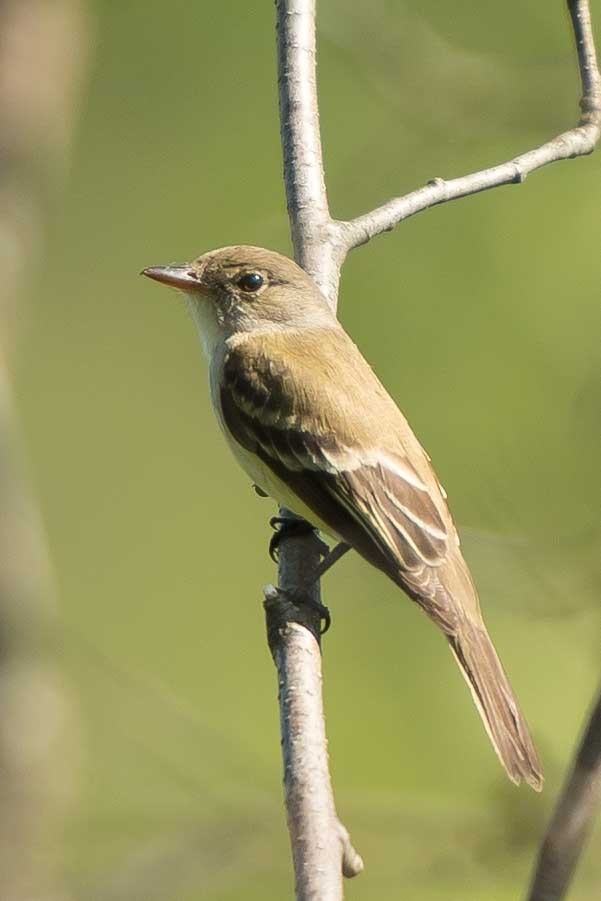 Willow Flycatcher - ML241807921