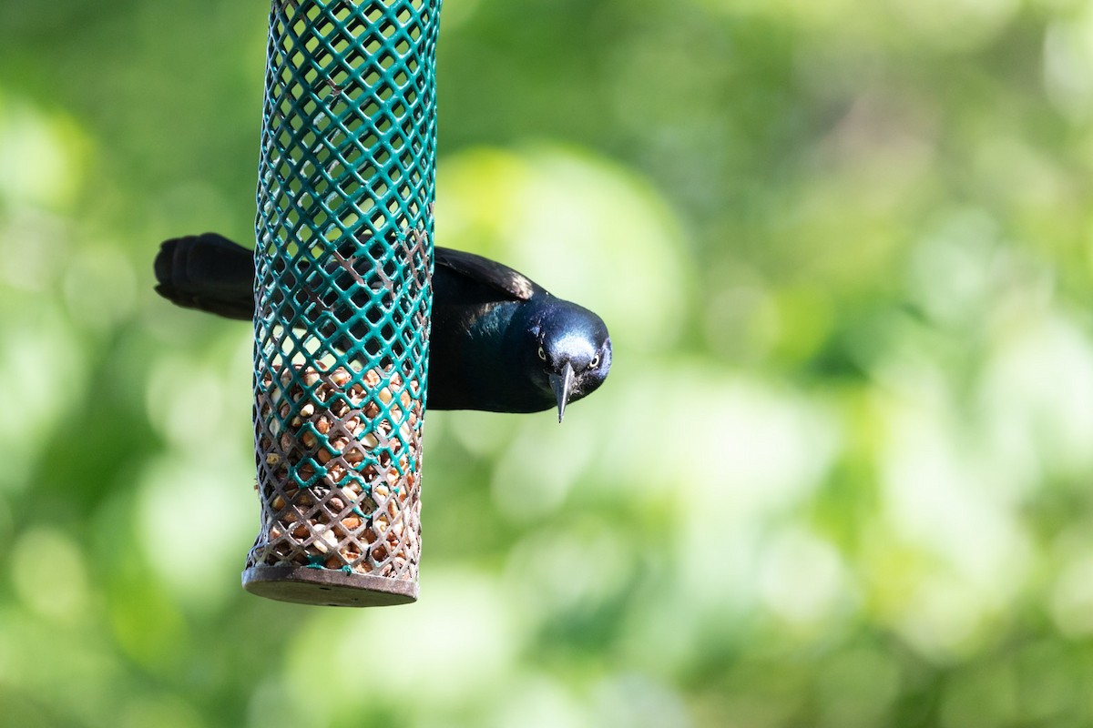 Common Grackle - ML241808611