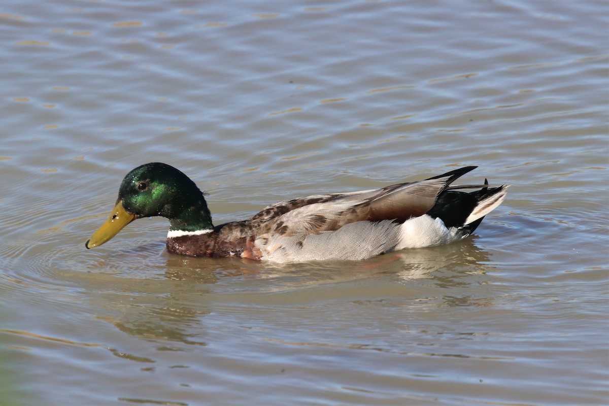 Mallard - Mark Gallagher