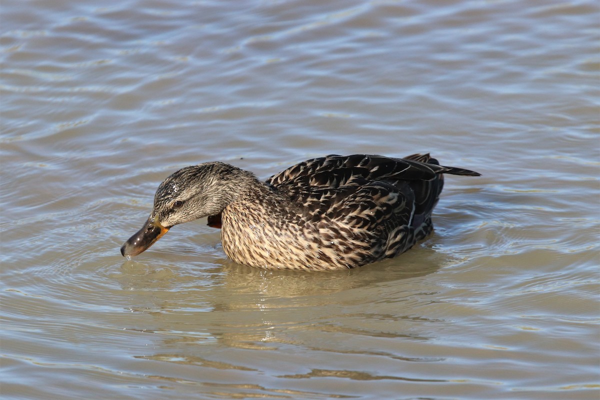 Mallard - Mark Gallagher