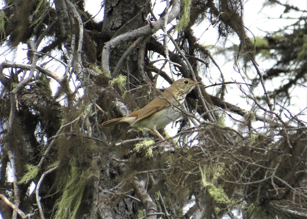 Hermit Thrush - ML241810311