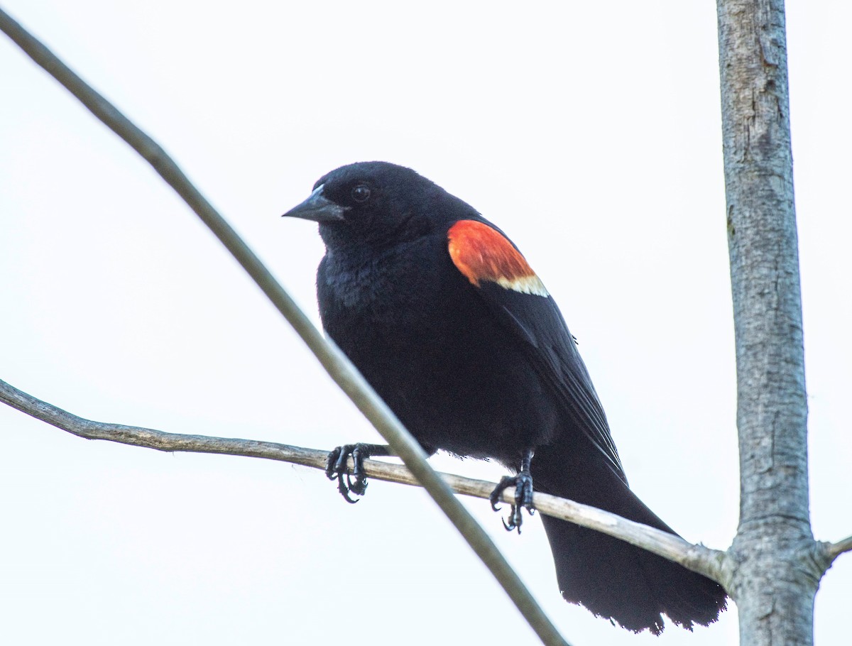 Red-winged Blackbird - ML241810851