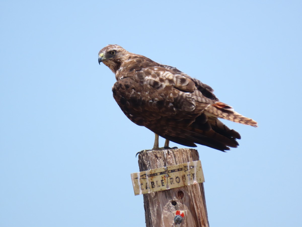 Red-tailed Hawk - ML241810911