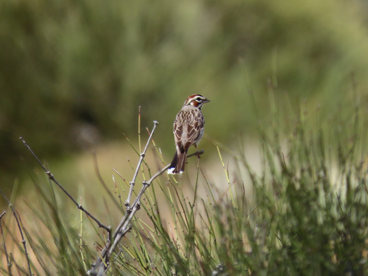 Lark Sparrow - ML241811511