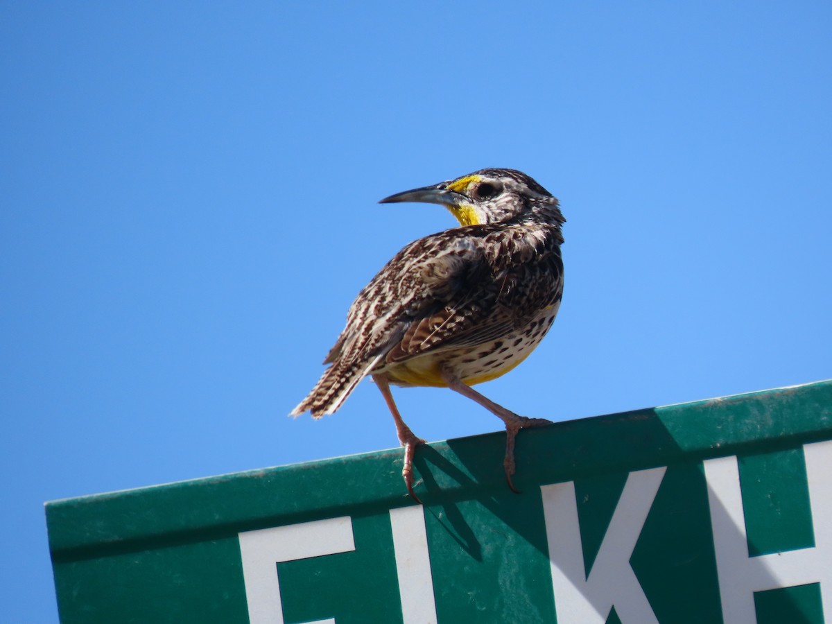 Western Meadowlark - ML241811751