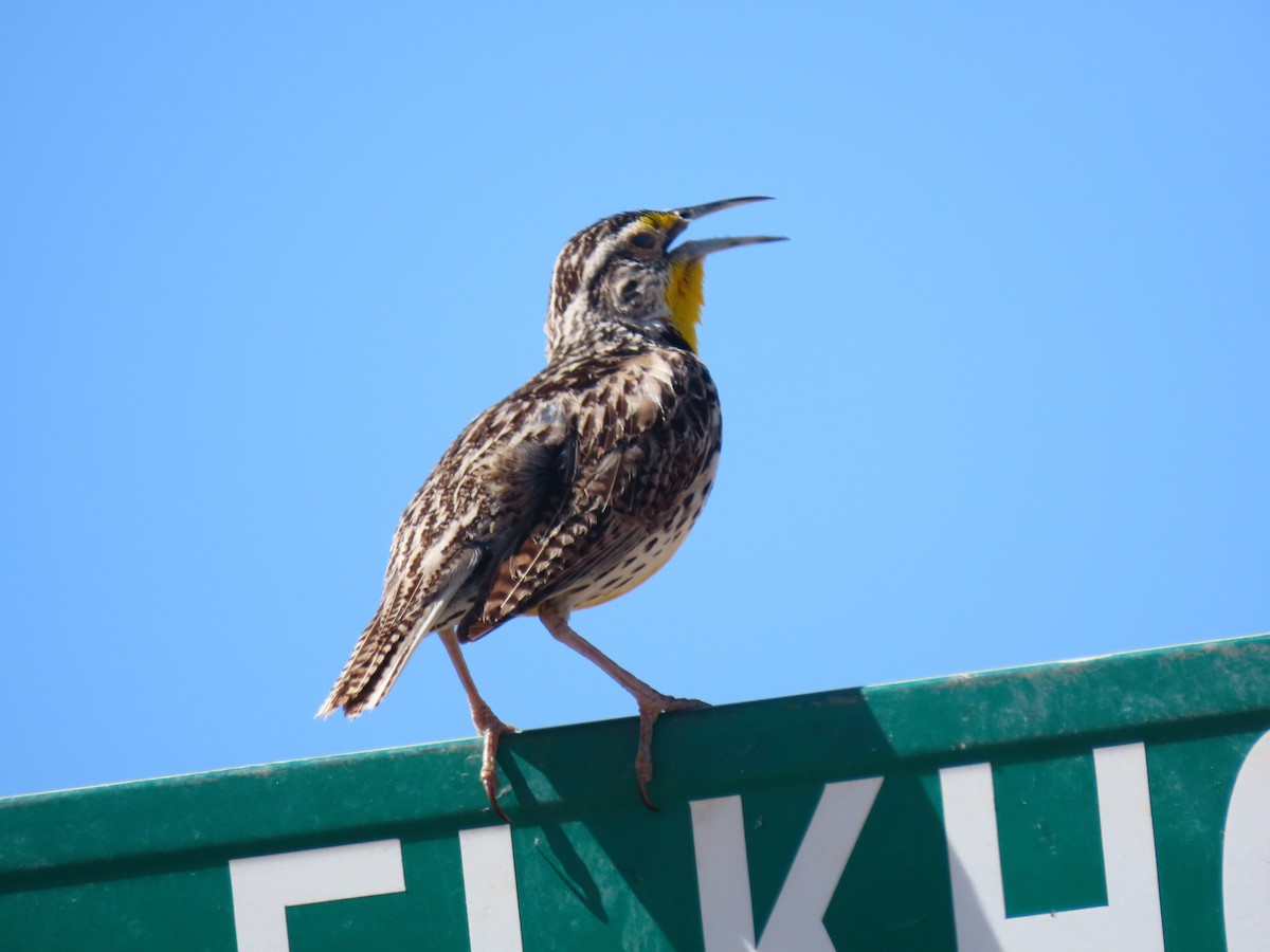 Western Meadowlark - ML241811771