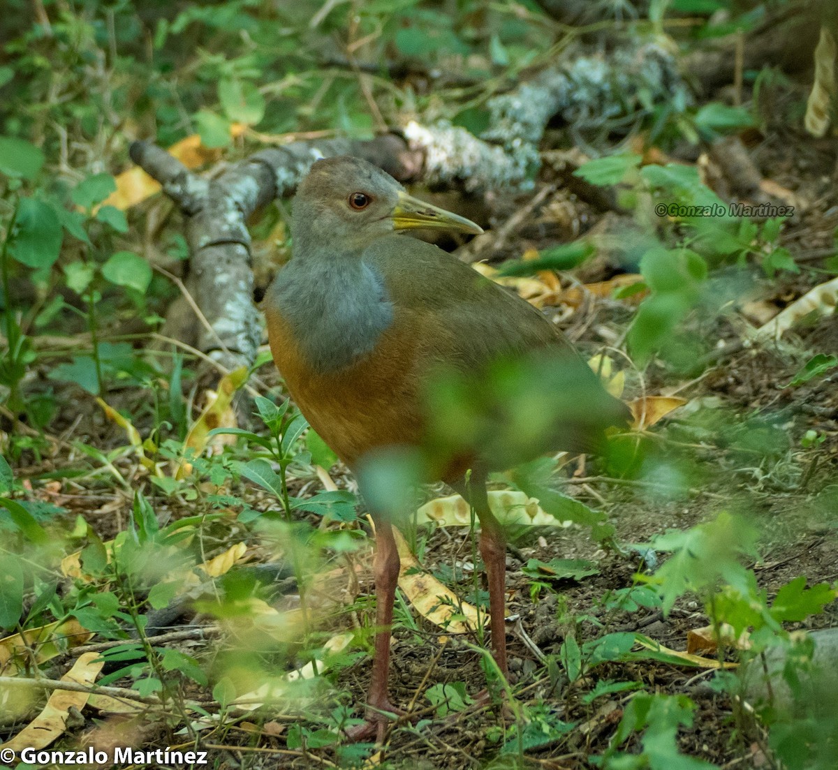 Gray-cowled Wood-Rail - ML241812791