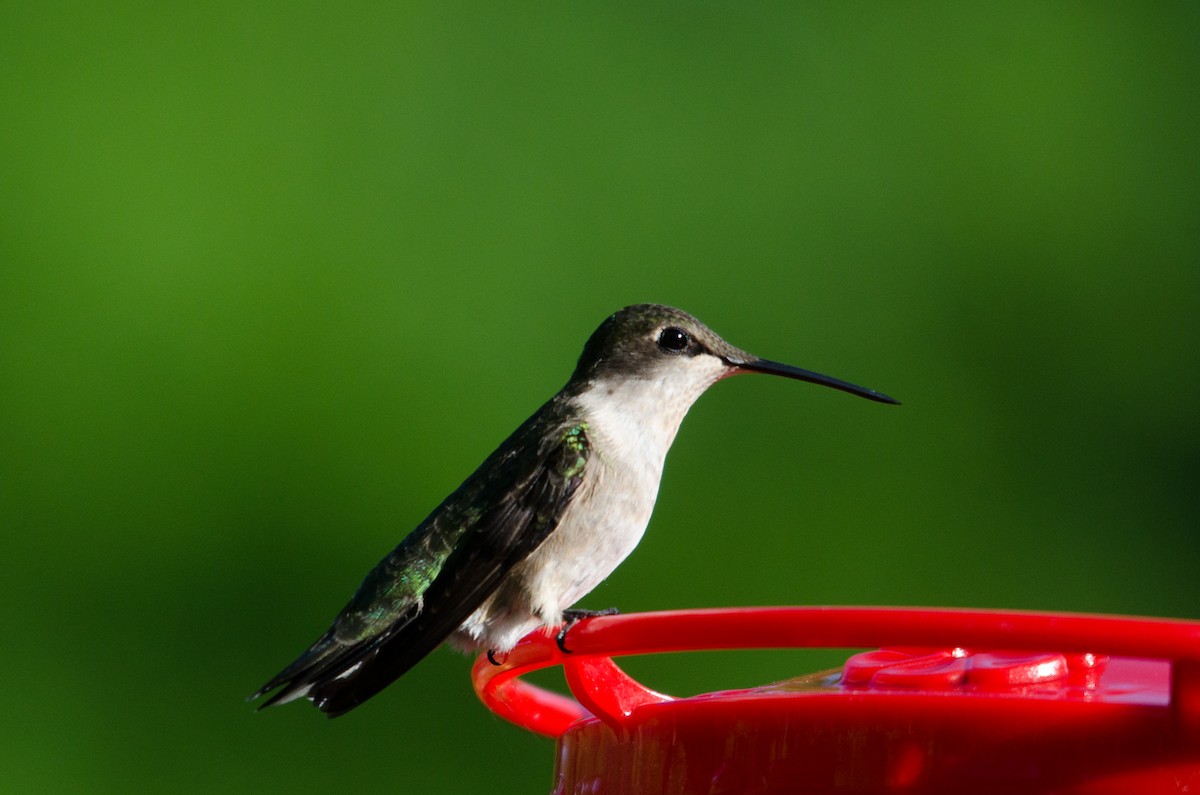 Ruby-throated Hummingbird - Iain Rayner