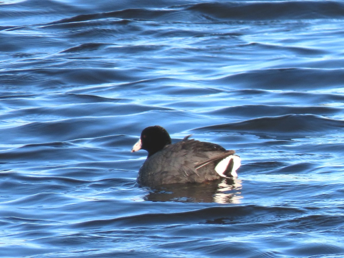 American Coot - Laurie Koepke