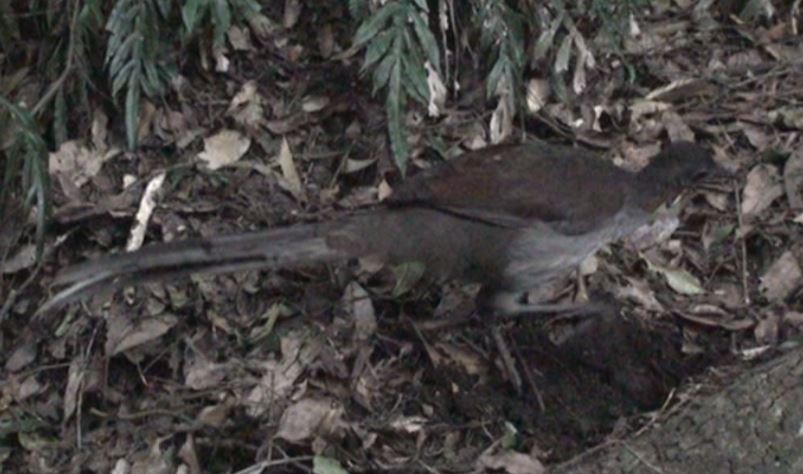 Superb Lyrebird - Han-Bo Chang