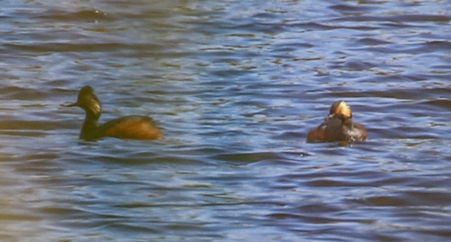 Eared Grebe - ML241819181