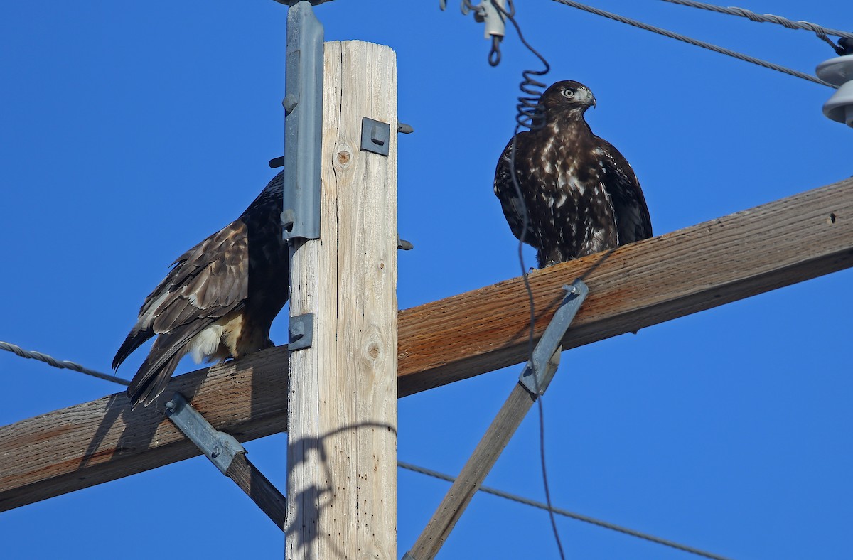 Red-tailed Hawk (Harlan's) - Jerry Liguori