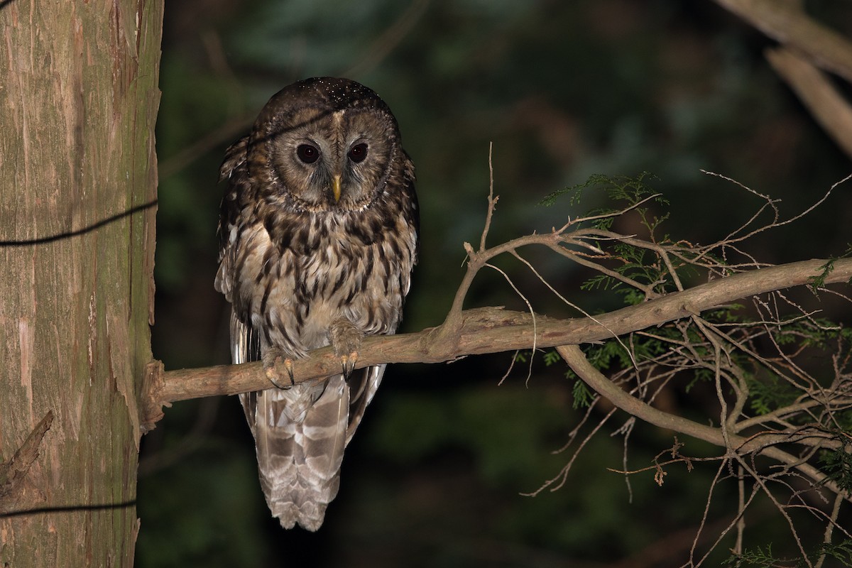 Ural Owl - ML241822131