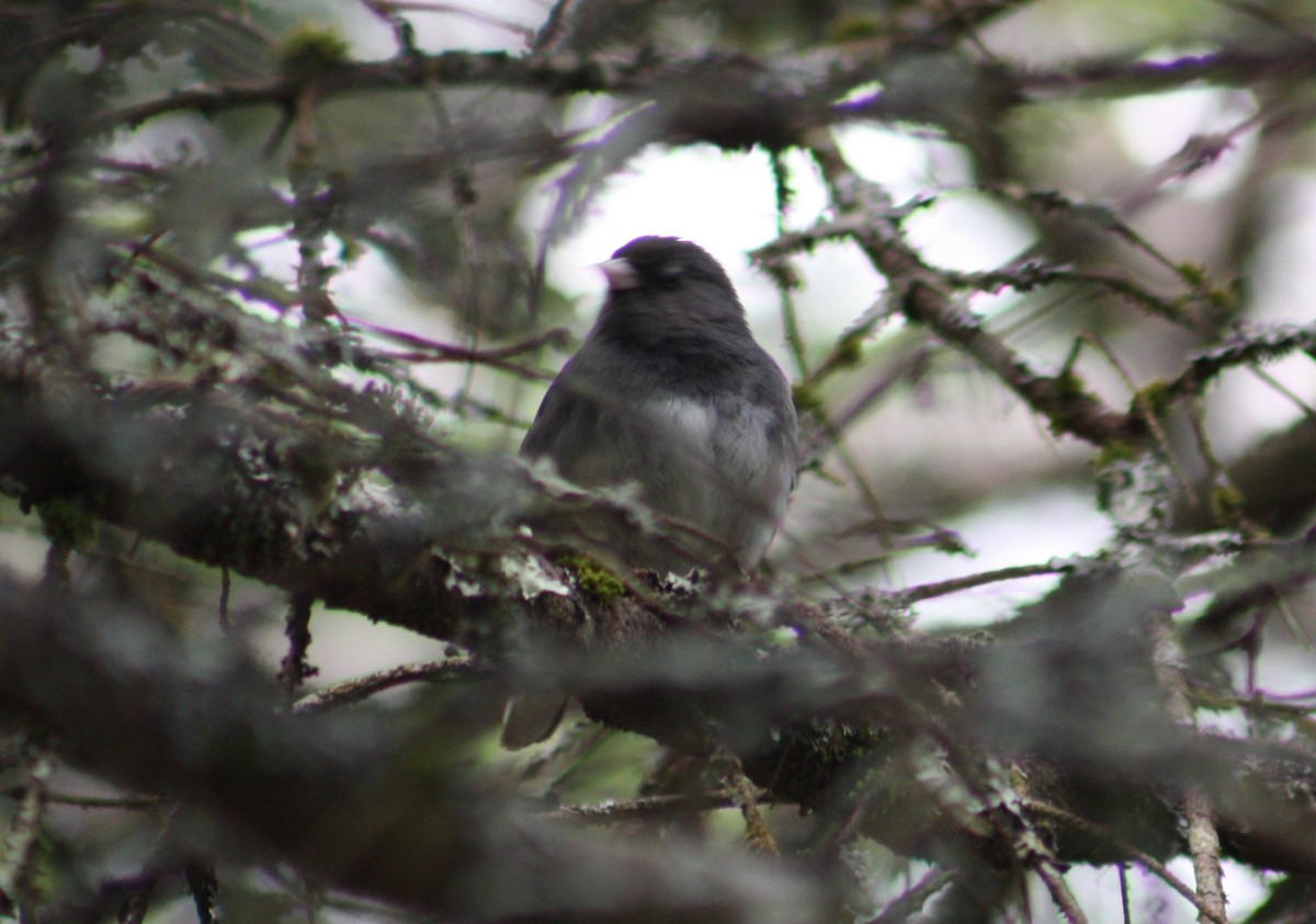 Junco Ojioscuro (hyemalis/carolinensis) - ML241822451