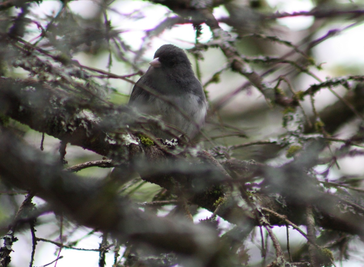 Junco Ojioscuro (hyemalis/carolinensis) - ML241822461