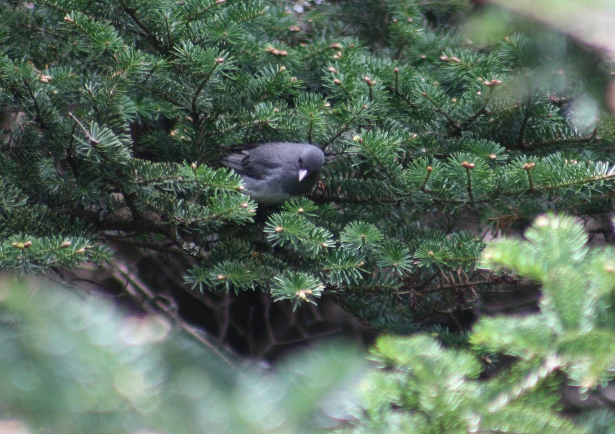 Dark-eyed Junco (Slate-colored) - Cynthia King