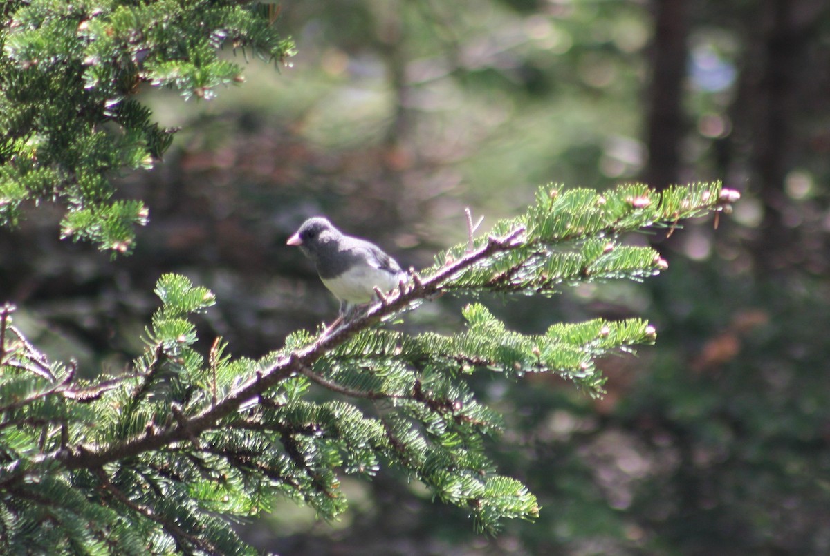 Junco Ojioscuro (hyemalis/carolinensis) - ML241822501