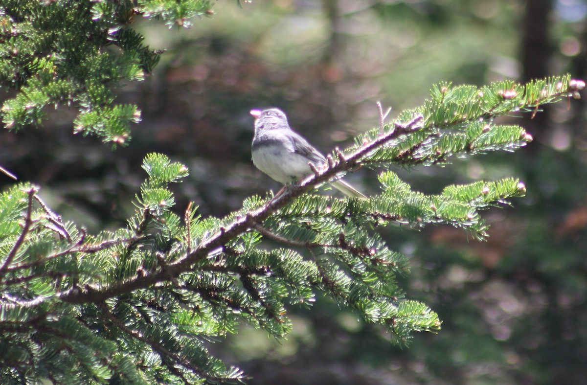 ユキヒメドリ（hyemalis／carolinensis） - ML241822521