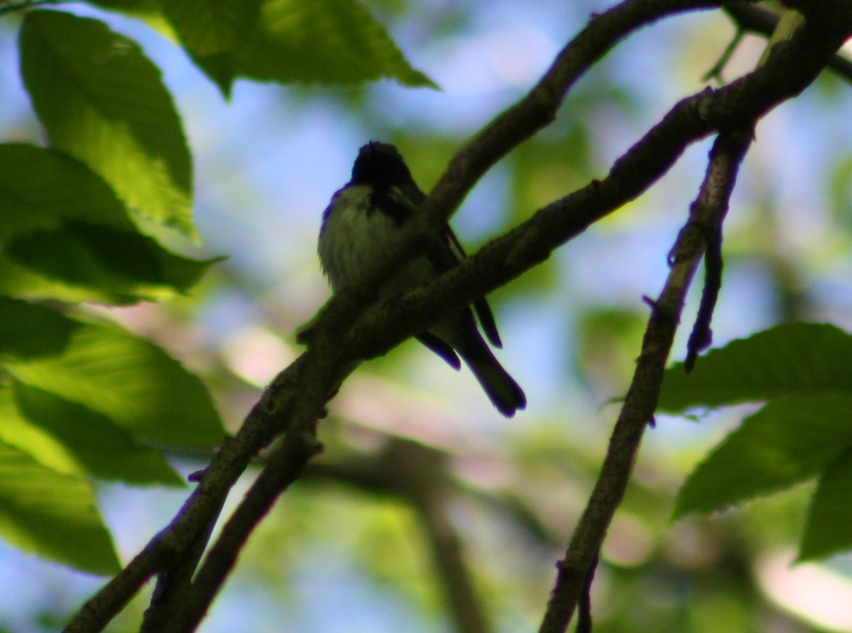 Black-throated Blue Warbler - ML241822671