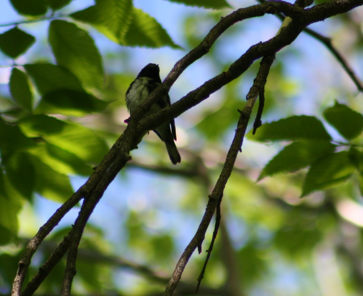 Black-throated Blue Warbler - ML241822731