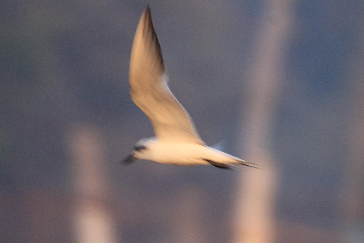 Whiskered Tern - ML24182321