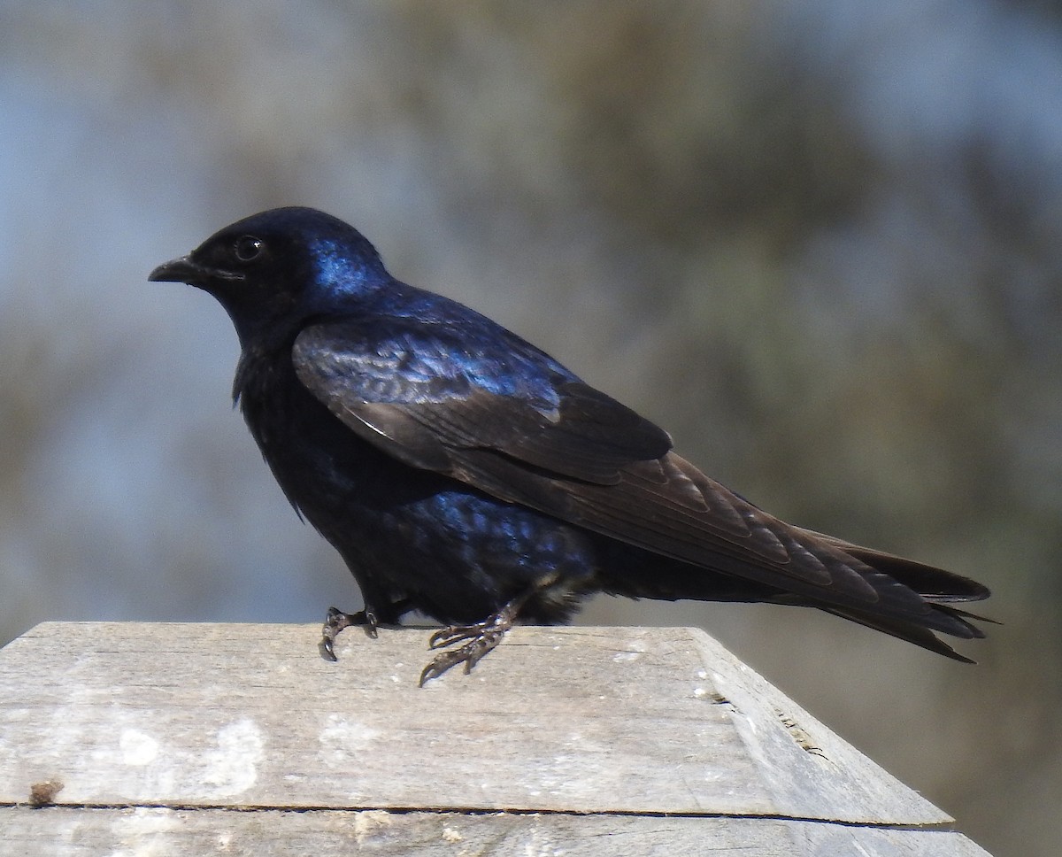 Purple Martin - Glenn Hodgkins