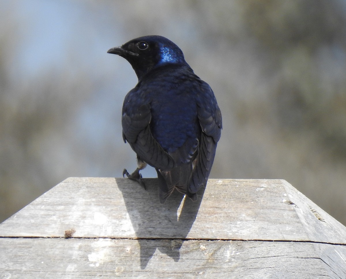 Purple Martin - Glenn Hodgkins