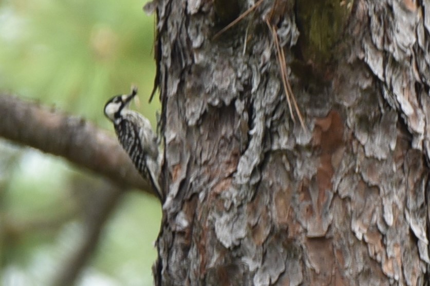 Red-cockaded Woodpecker - ML241825741