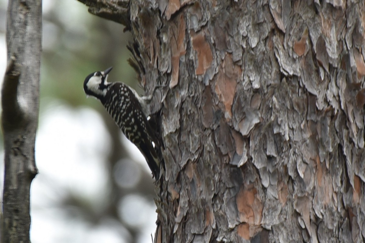 Red-cockaded Woodpecker - Jeffrey Turner