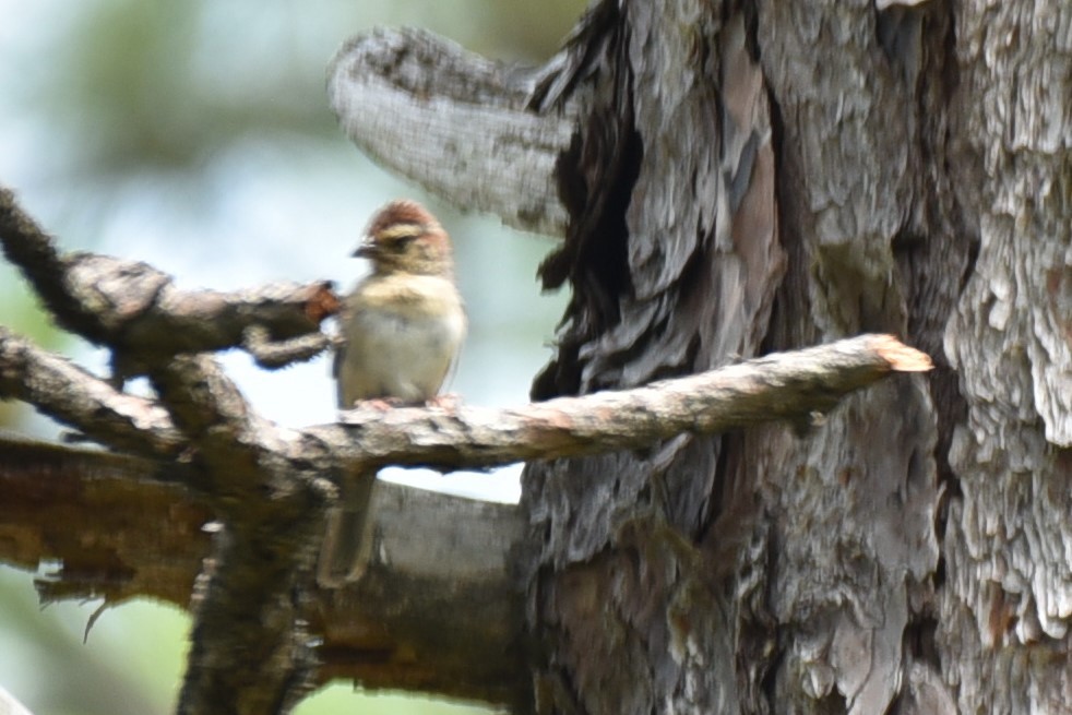 Bachman's Sparrow - Jeffrey Turner