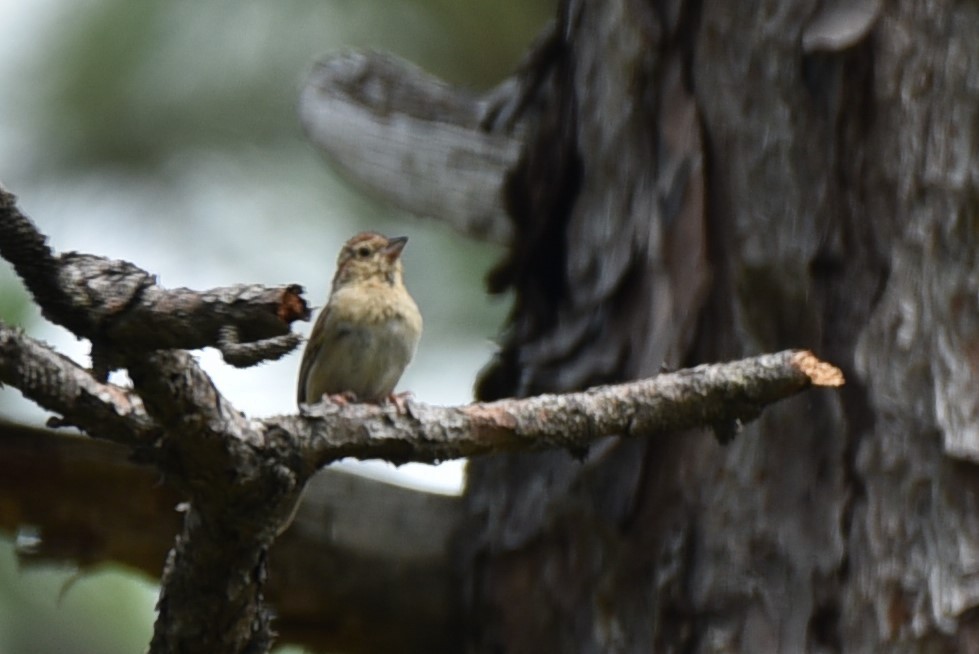 Bachman's Sparrow - ML241825821