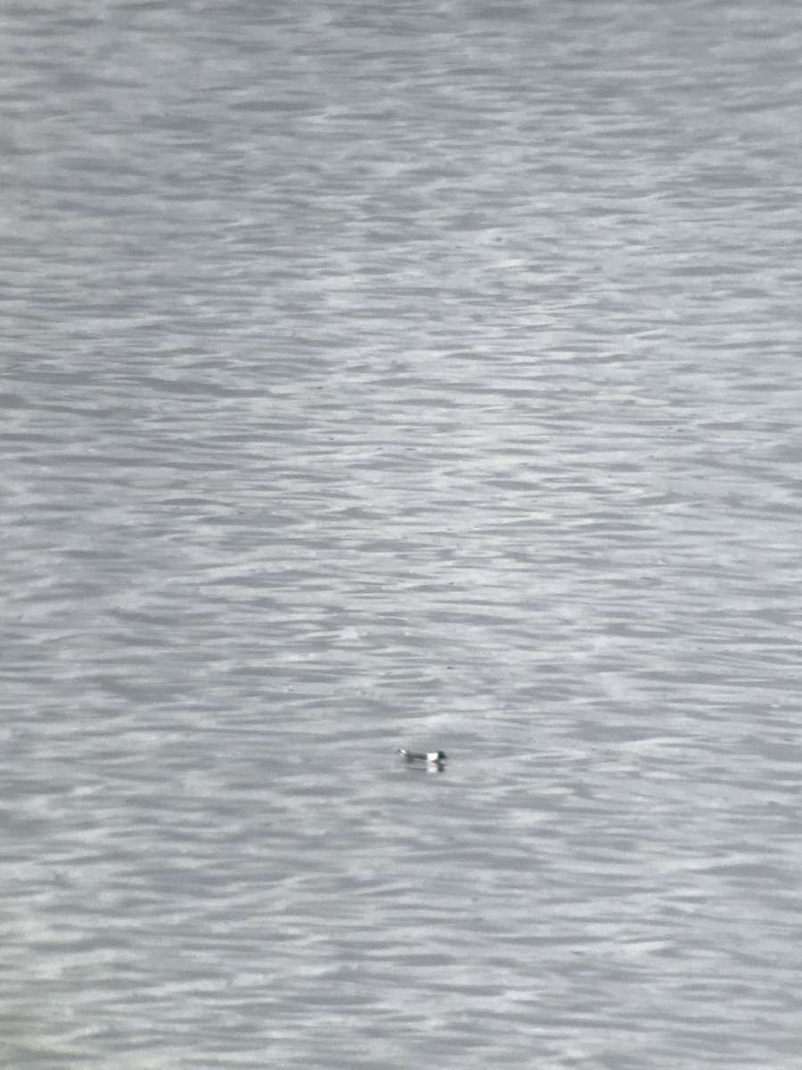 Sabine's Gull - ML241826891