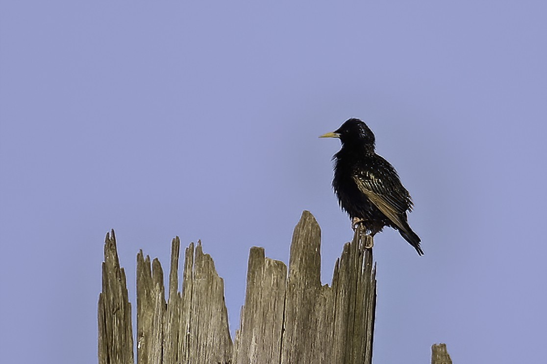 European Starling - ML241827871