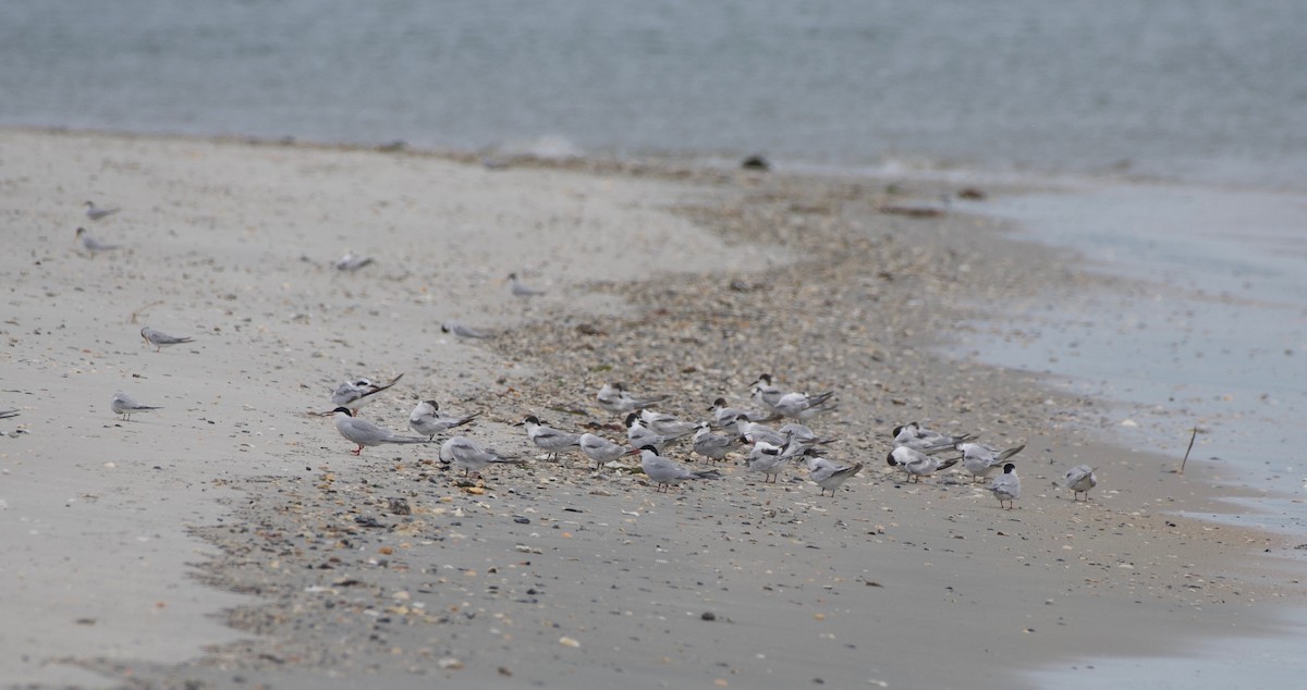 Common Tern - ML241828321