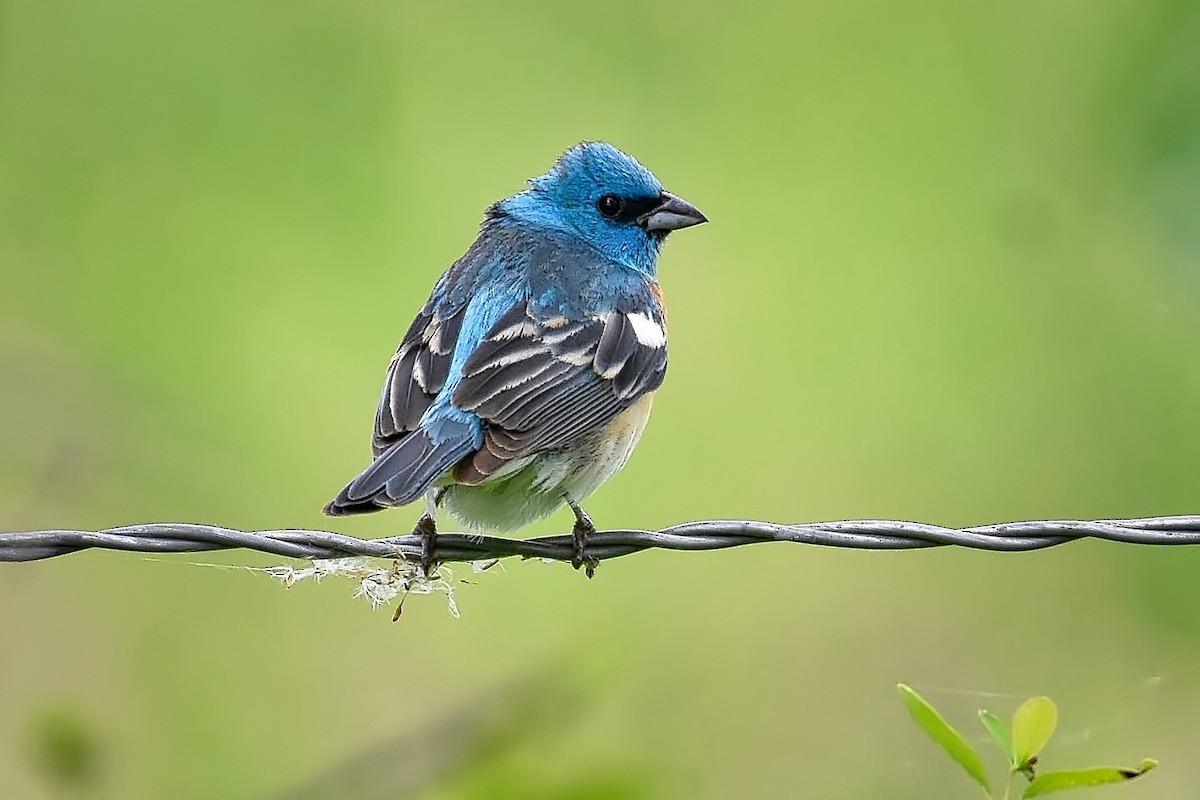 Lazuli Bunting - ML241829051