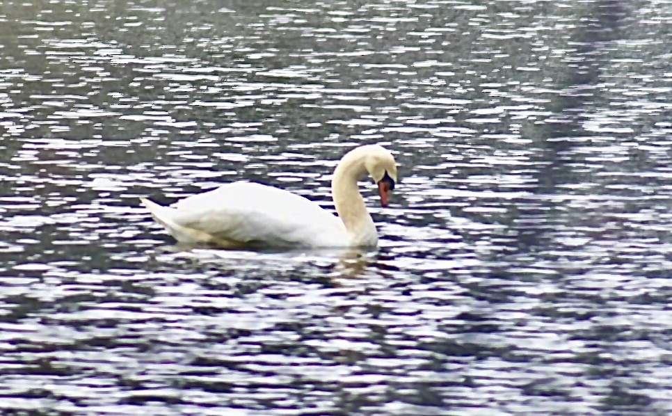 Mute Swan - Matt Lawing