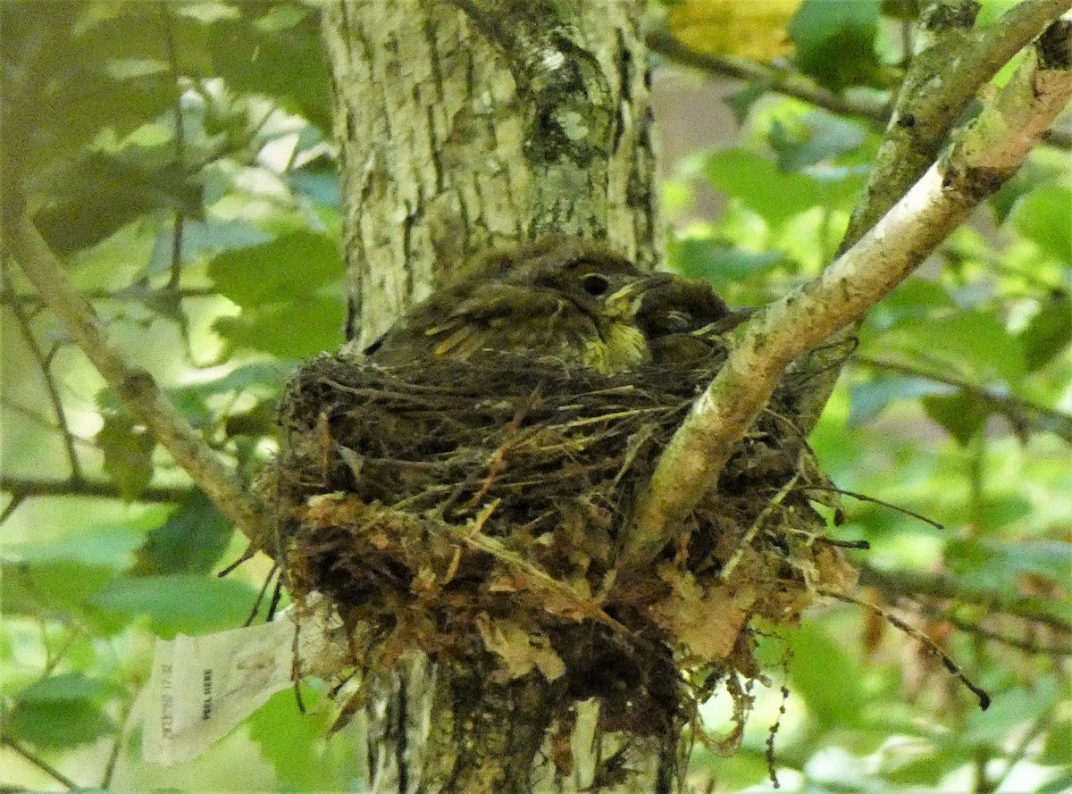 Wood Thrush - ML241829791