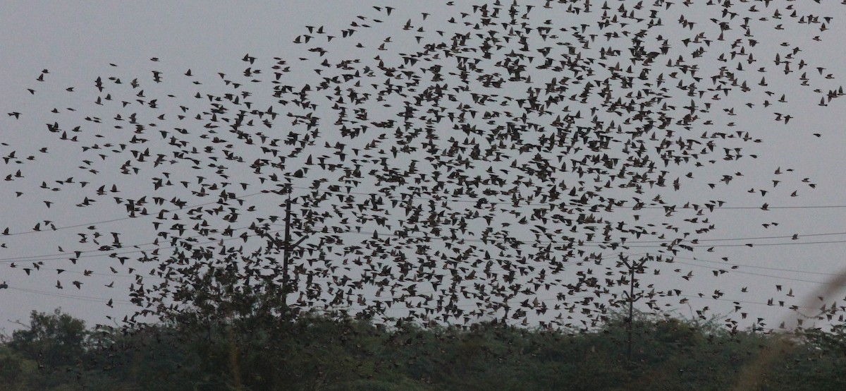 Rosy Starling - ML24182991