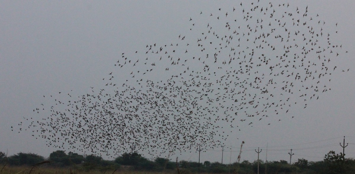 Rosy Starling - ML24183001