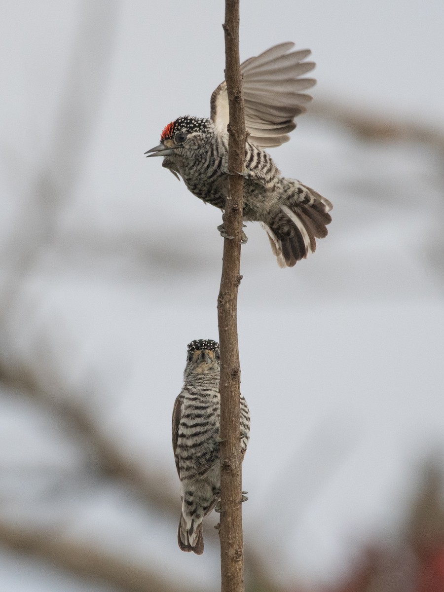 White-barred Piculet - Pablo Re