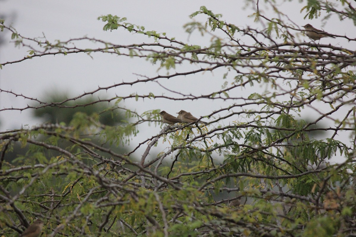 Booted Warbler - ML24183021