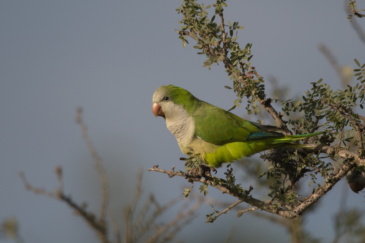 Monk Parakeet - Pablo Re