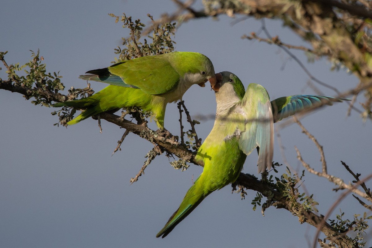 Monk Parakeet - ML241830411